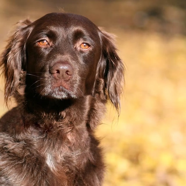 ARAN-YA Anti Milben, Läuse und Flöhe bei Hunden