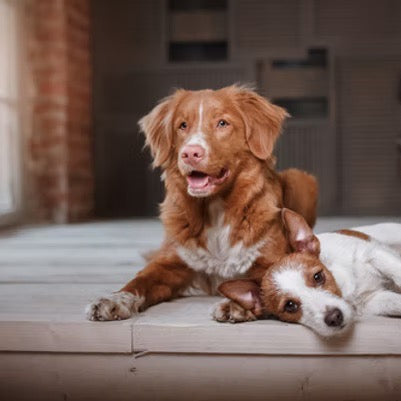 ARAN-YA Anti Milben, Läuse und Flöhe bei Hunden