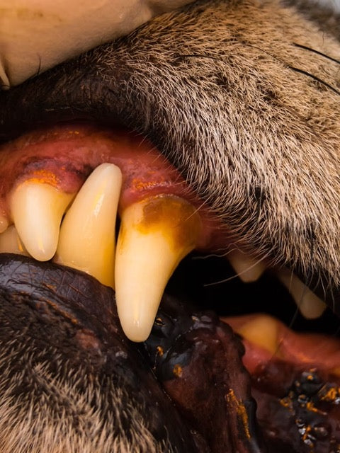 ARAN-YA Zahncreme für Hunde