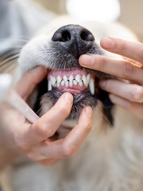 ARAN-YA Zahncreme für Hunde
