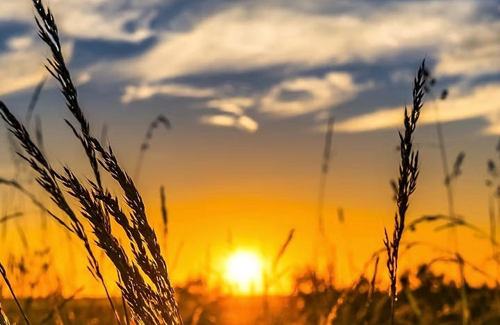 Herbstgrasmilben beim Pferd: Ursachen, Symptome und effektive Hilfe